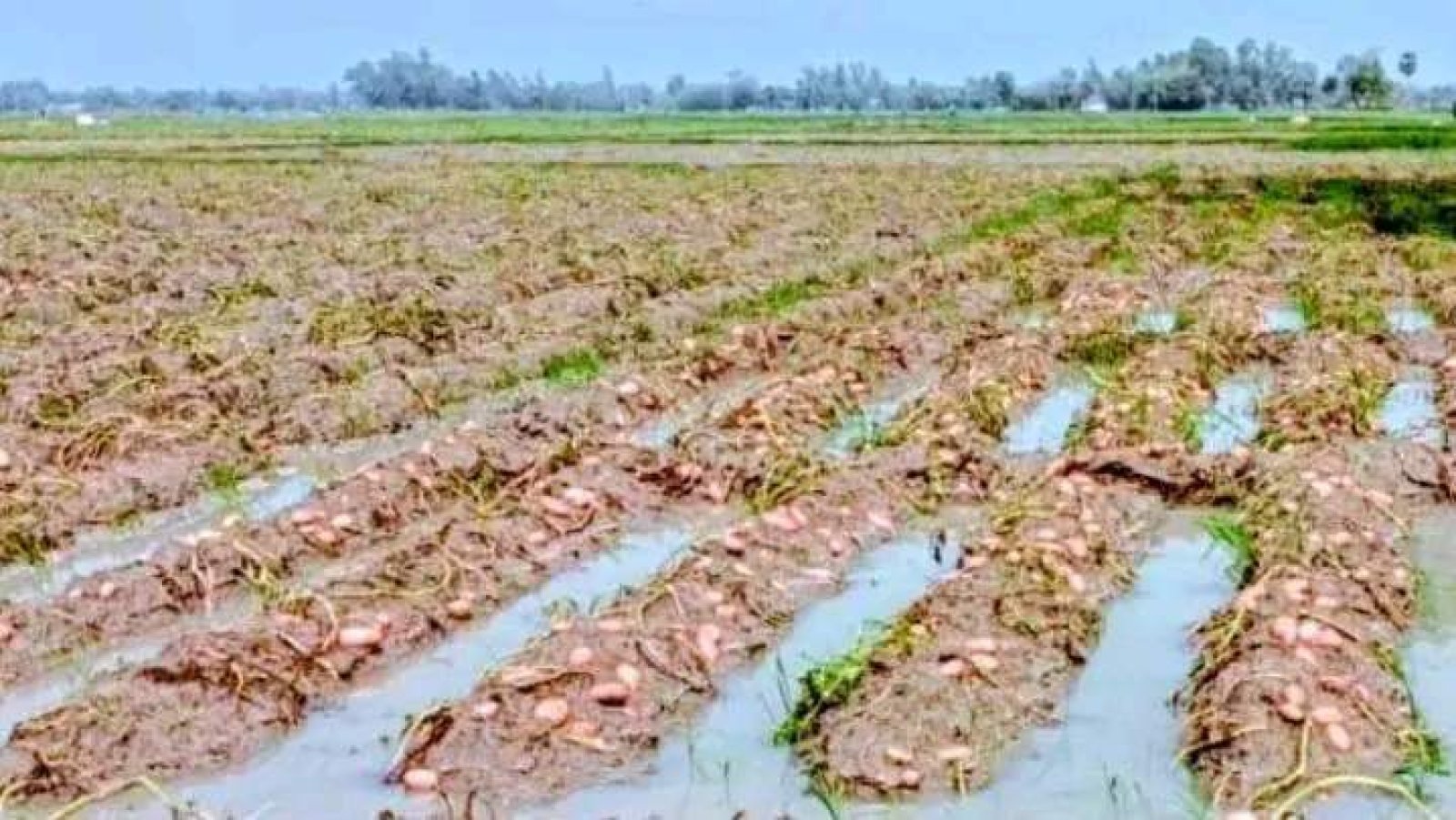 কান্নায় ভারী তারাগঞ্জের আকাশ, পানির নিচে কৃষকের স্বপ্ন