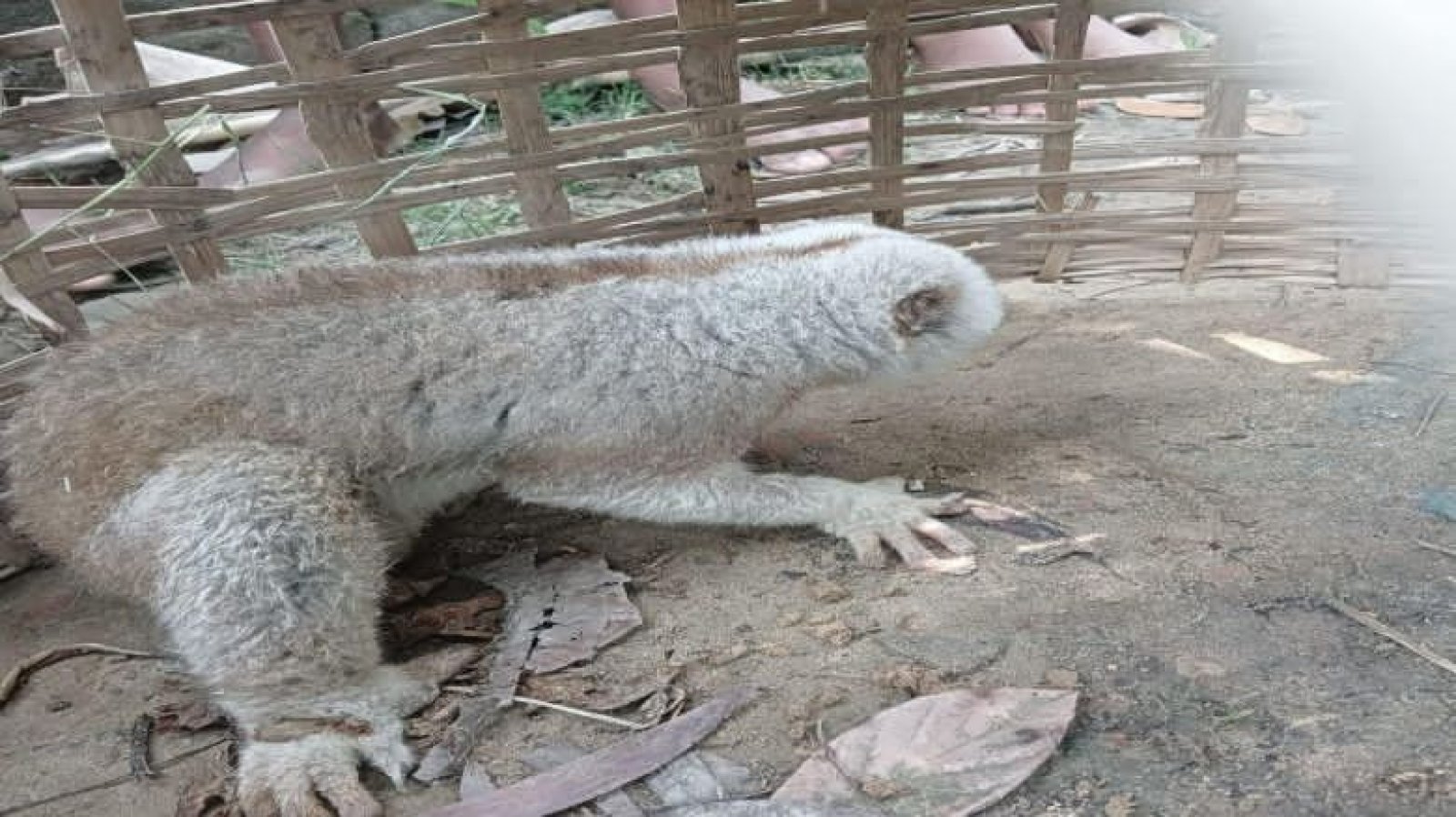চুনারুঘাটে বিপন্ন প্রজাতির লজ্জাবতী বানর উদ্ধার, বনে অবমুক্তের প্রস্তুতি