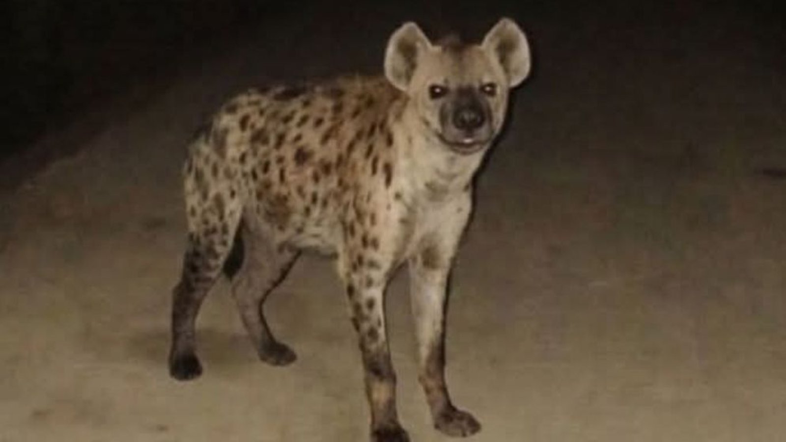 হায়েনা আতঙ্কে কাঁপছে কোম্পানীগঞ্জ! তদন্তে বেরিয়ে এল আসল সত্য