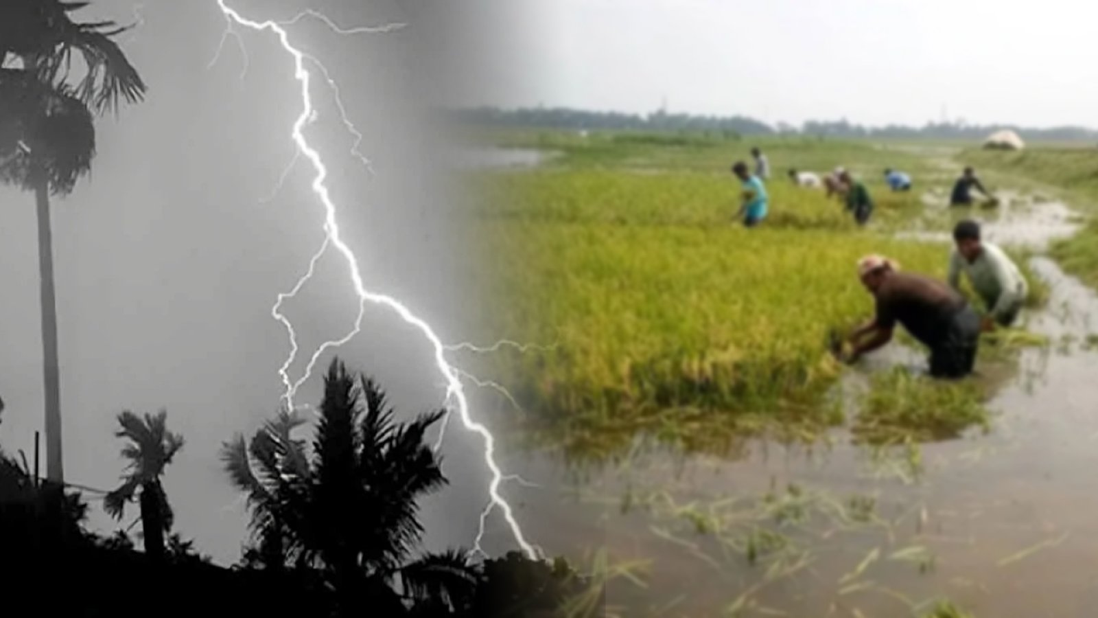 ধান কাটতে গিয়ে বালাগঞ্জে বজ্রপাতে দিনমজুরের করুণ মৃত্যু