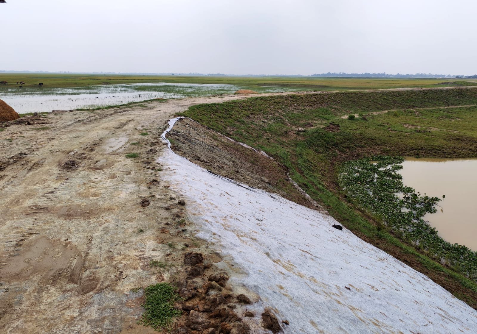হাওরের সুরক্ষা দুর্বল: রাতের আঁধারে চুরি হলো বেড়িবাঁধের জিওটেক্স