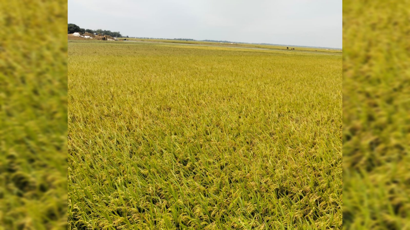 মধ্যনগরে শ্রমিক সংকট, মাঠে পাকা ধান কাটতে হিমশিম খাচ্ছেন কৃষকরা