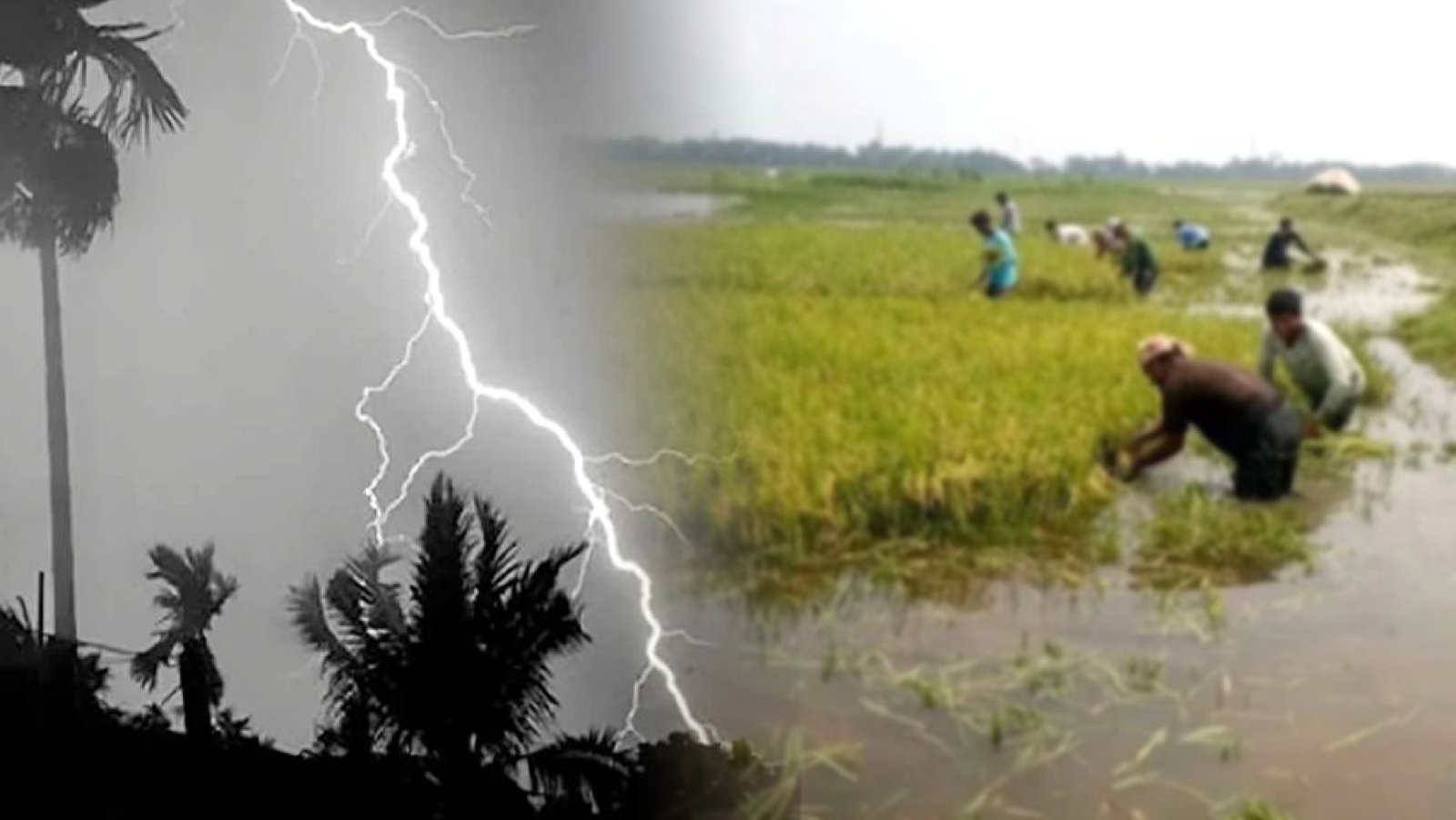 হবিগঞ্জে বজ্রপাতে প্রাণ গেল দুই কৃষকের, আহত আরও একজন