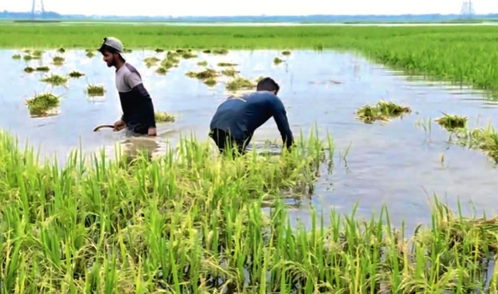 মধ্যনগরে বাম্পার বোরো ফলনের মাঝেই শ্রমিক-জ্বালানি সংকট ও বন্যা আতঙ্কে কৃষকরা