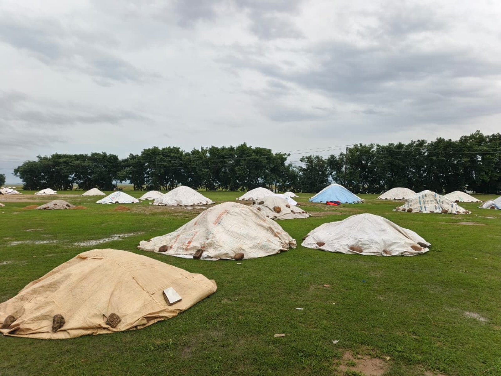 তাহিরপুরে টানা বৃষ্টিতে মাঠ-খলায় ধানের ব্যাপক ক্ষতি, দিশেহারা কৃষক