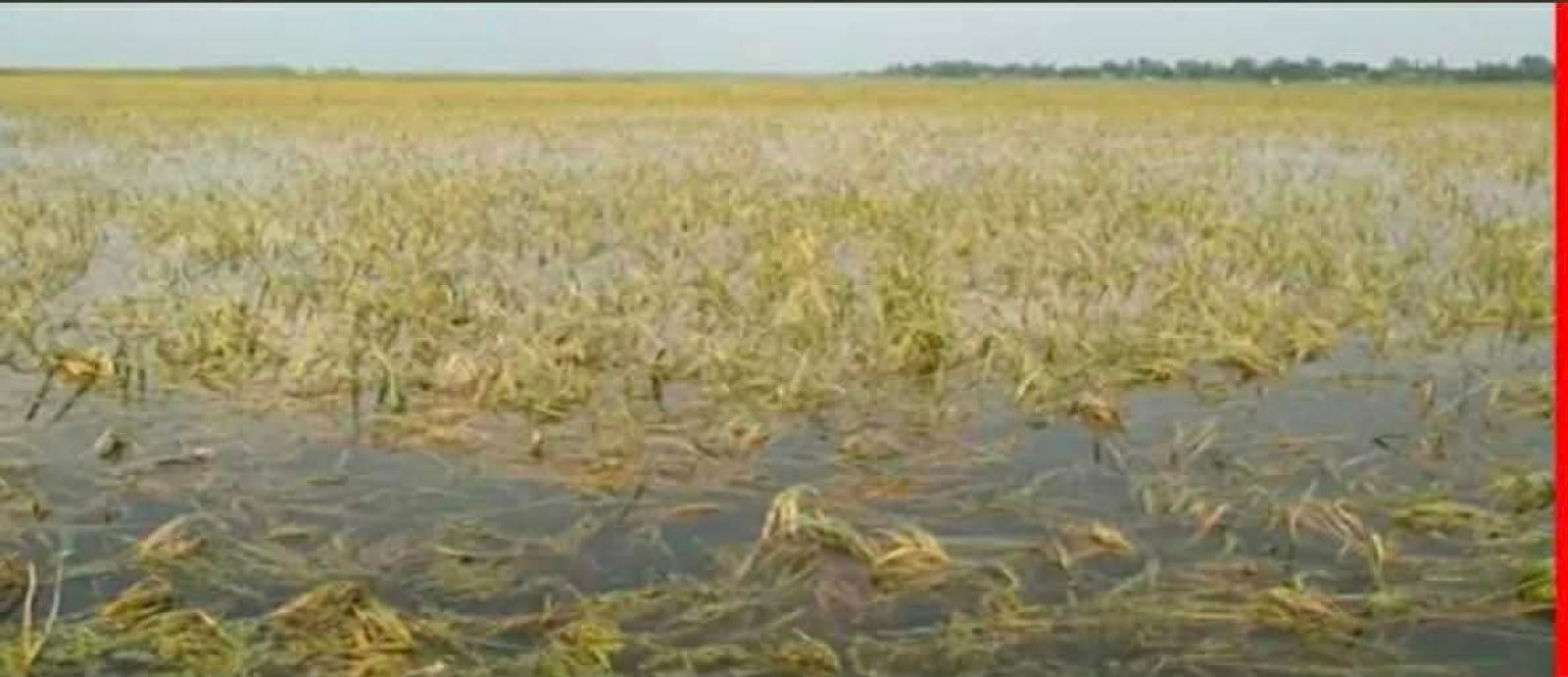 লাখাইয়ে অতিবৃষ্টি ও পাহাড়ি ঢলে নতুন করে ৭০ হেক্টর জমি প্লাবিত, দ্রুত ধান কাটার পরামর্শ কৃষি অফিসের