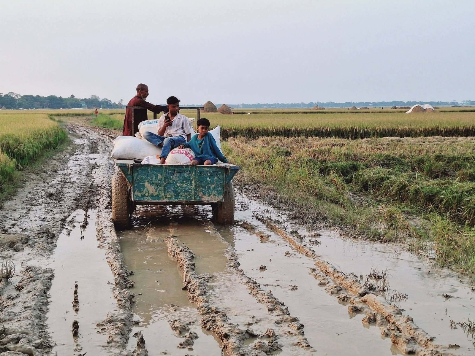 সুনামগঞ্জের শাল্লায় অতিভারী বৃষ্টির পূর্বাভাসে হাওরের মাঠভরা ধান নিয়ে চরম দুশ্চিন্তায় কৃষক