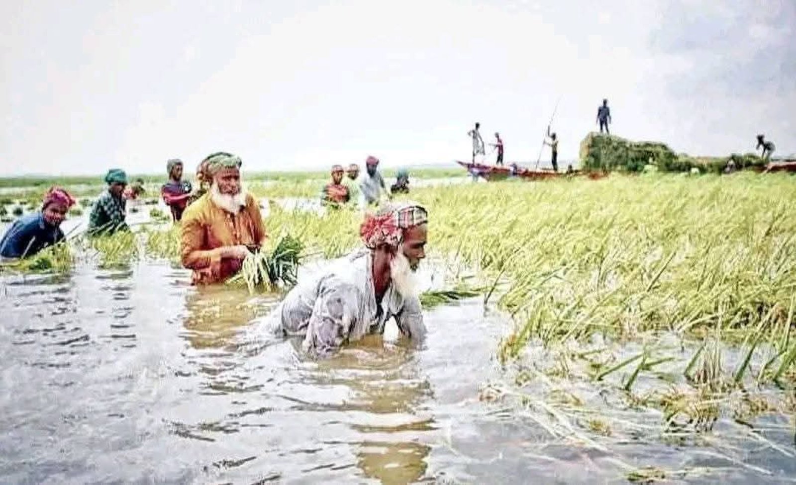 বানিয়াচংয়ে বৃষ্টির তাণ্ডব: ২,৫১০ হেক্টর জমি পানির নিচে, কাটা ধানেও পচন ধরছে