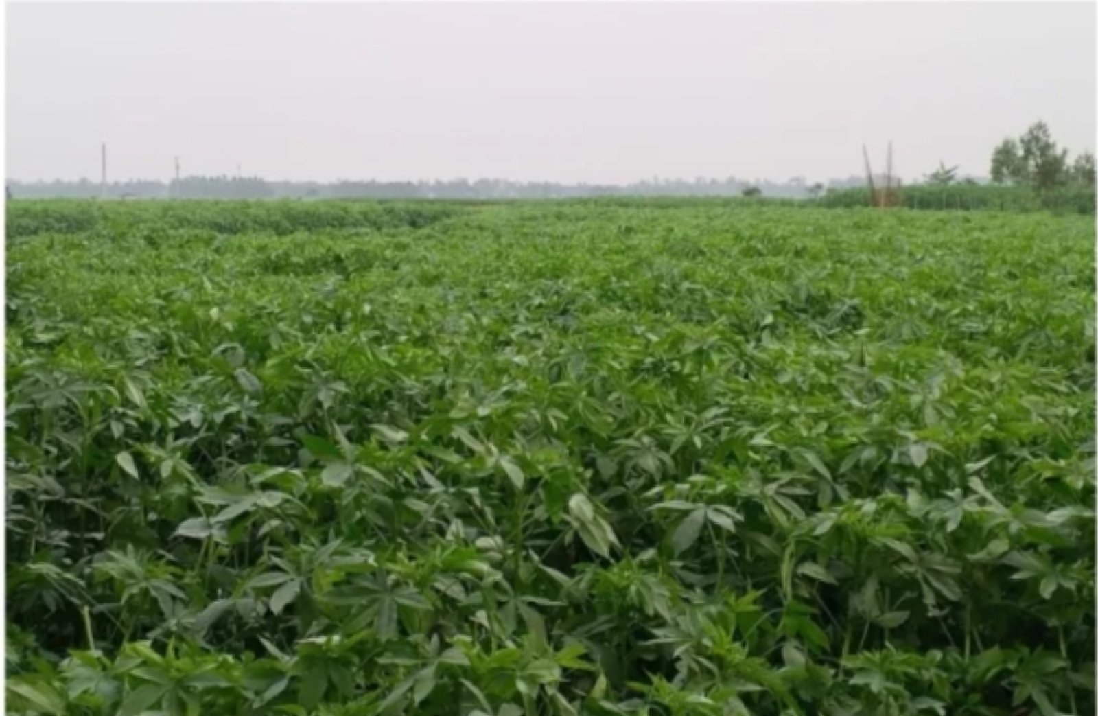 মাধবপুরে পাটের বাম্পার ফলন: কৃষকের মুখে হাসি, বাড়ছে আবাদ ও আশার আলো