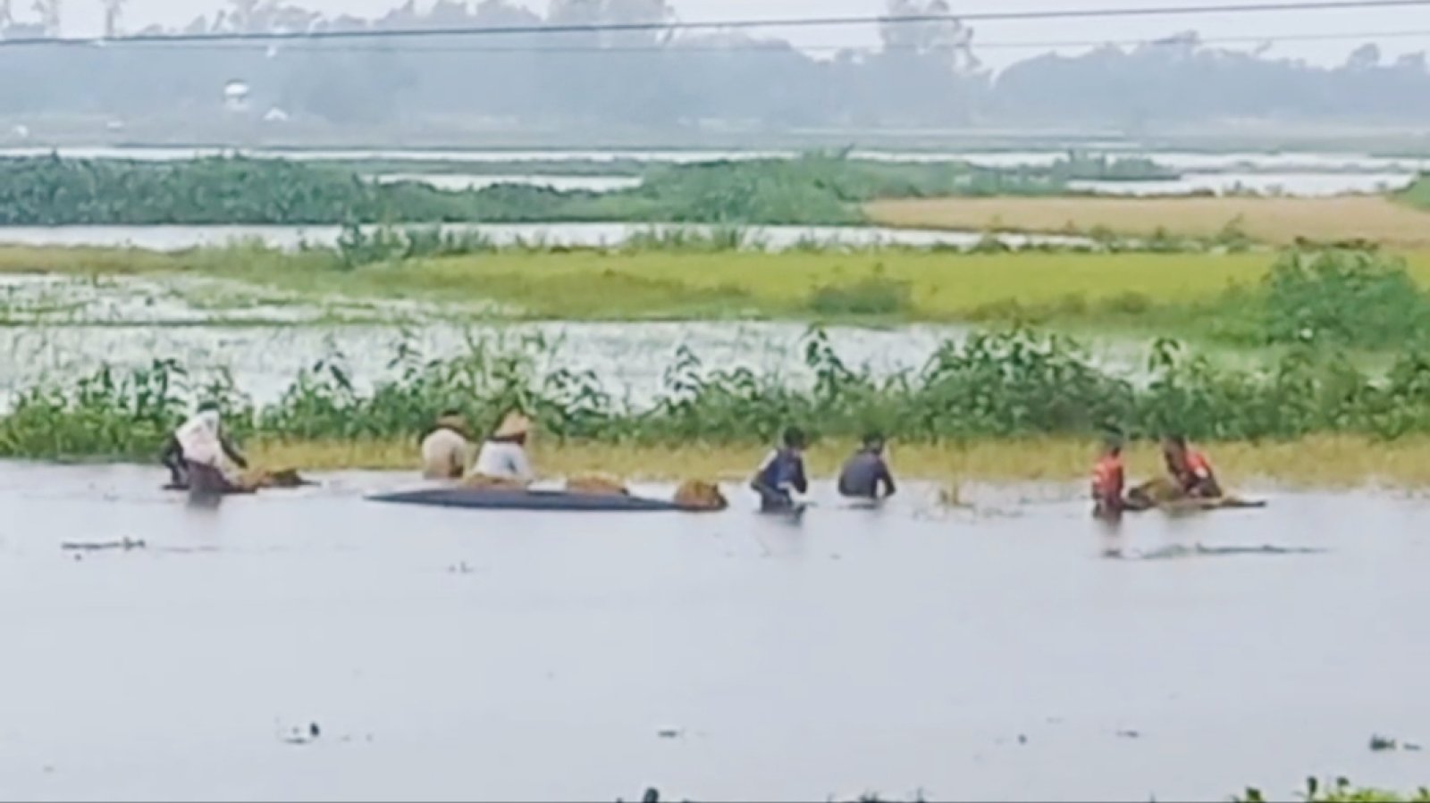 হবিগঞ্জের হাওরে পানি বৃদ্ধি: তলাচ্ছে ফসলি জমি, বিপাকে কৃষক