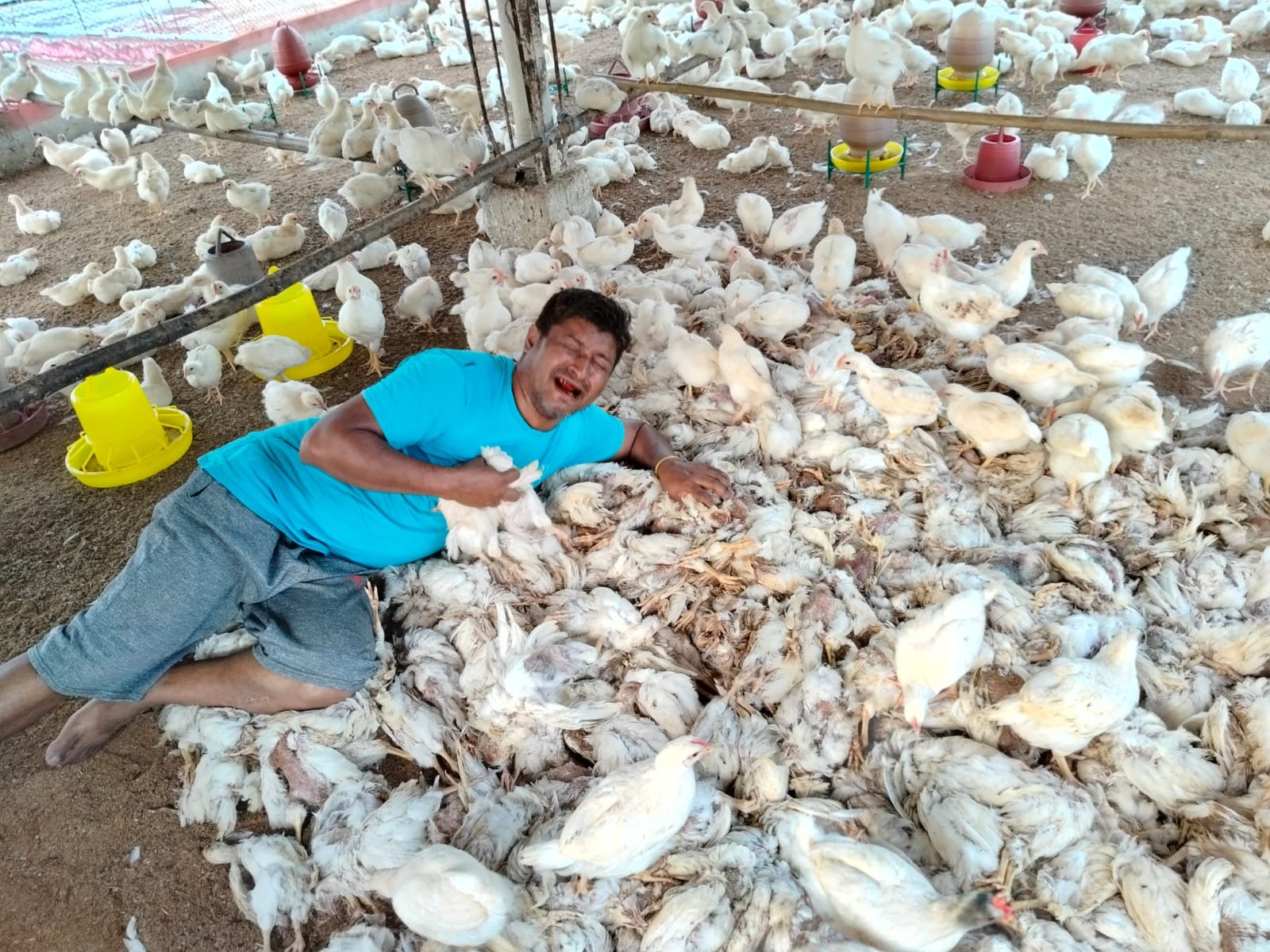 ঋণ নিয়ে গড়া খামারে সর্বনাশ, এক রাতে শেষ ২ হাজার মুরগী