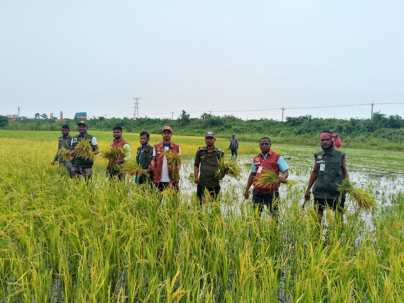 পানিতে তলিয়ে যাওয়া ধান কেটে দিলেন আনসার-ভিডিপি সদস্যরা