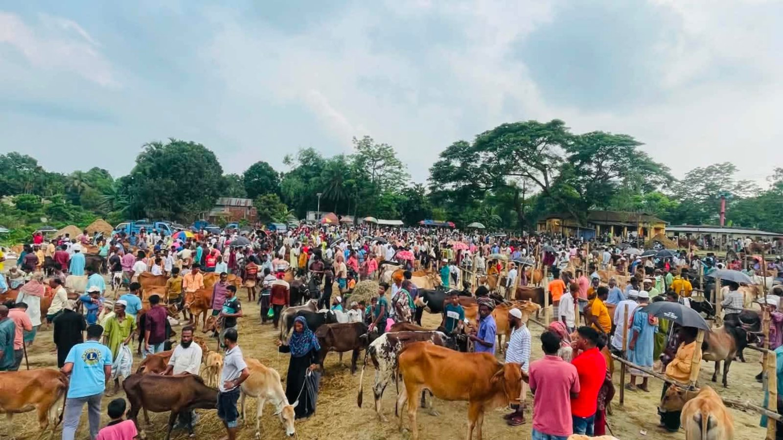 উৎসবের আমেজে জমজমাট লাখাইয়ের বামৈ পশুর হাট