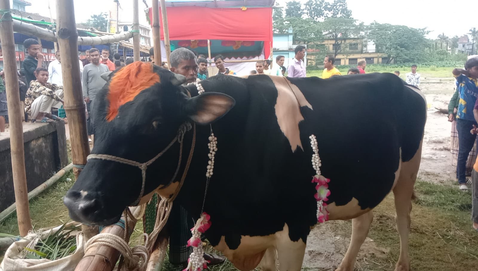 ছাতক হাইস্কুল মাঠে জমে উঠেছে কোরবানির পশুর হাট