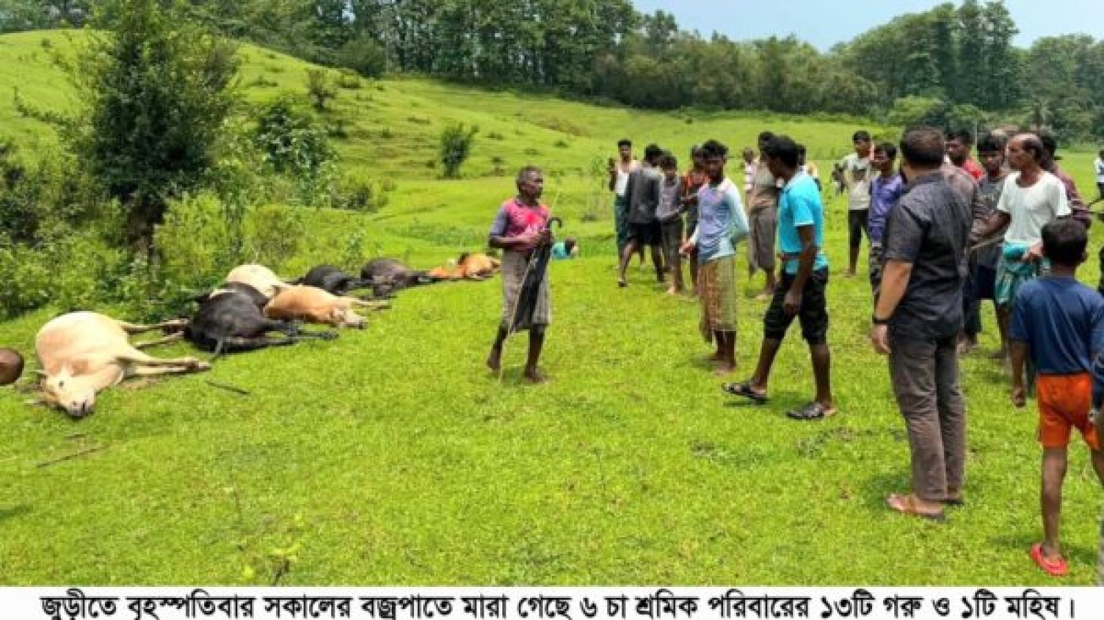 বজ্রপাতে জুড়ীতে ১৩ গরু ও ১ মহিষের মৃত্যু