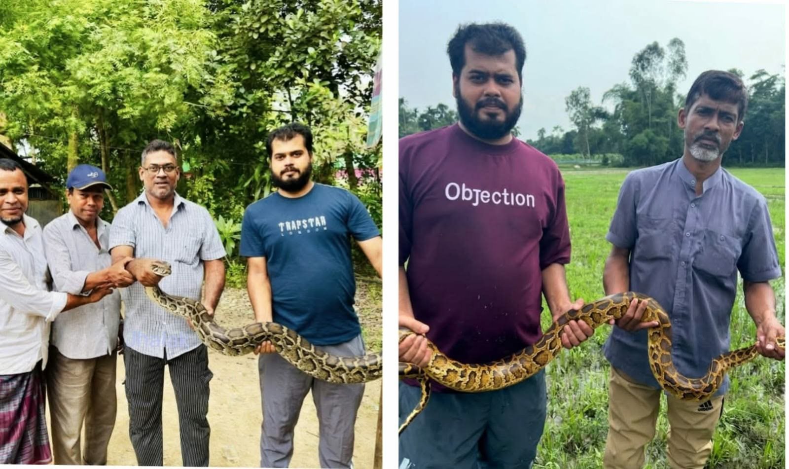 শ্রীমঙ্গলে লোকালয় থেকে উদ্ধার দুই অজগর, বন বিভাগের কাছে হস্তান্তর