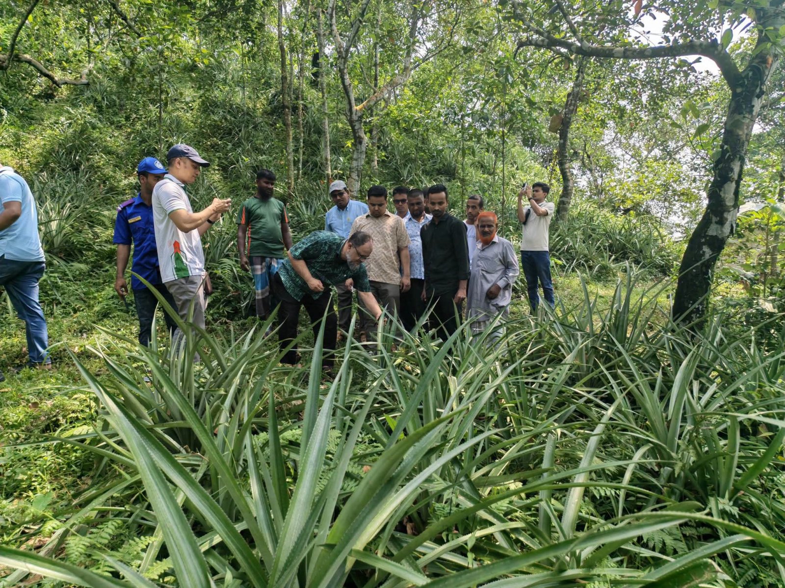 হাসাউড়ার আনারসের সুনাম ছড়িয়ে দিতে চাষ সম্প্রসারণে জেলা প্রশাসনের উদ্যোগ