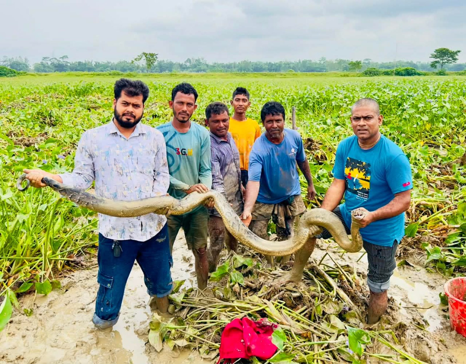 শ্রীমঙ্গলে ধানক্ষেত থেকে বিশাল আকৃতির অজগর উদ্ধার, বন বিভাগে হস্তান্তর