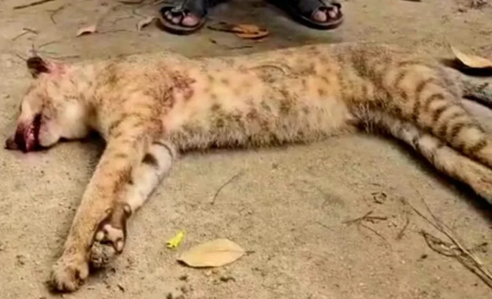 গোয়াইনঘাটে মেছো বাঘ পিটিয়ে হত্যার অভিযোগ, ভিডিও ছড়ানোরও দাবি