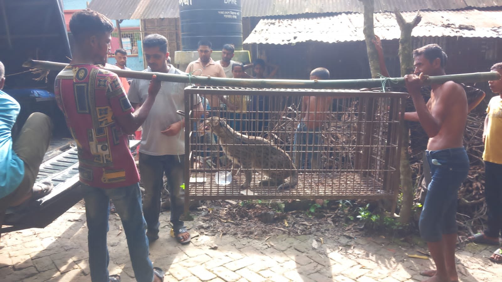 ওসমানীনগরে খামারে ফাঁদ পেতে মেছোবাঘ আটক, বন বিভাগের কাছে হস্তান্তর