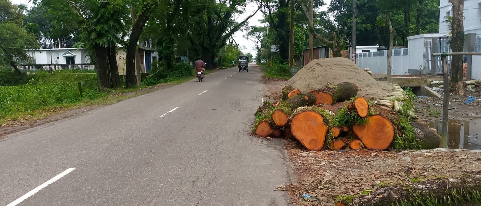 ছাতকে ৪৩৪ গাছের নিলাম নিয়ে প্রশ্ন