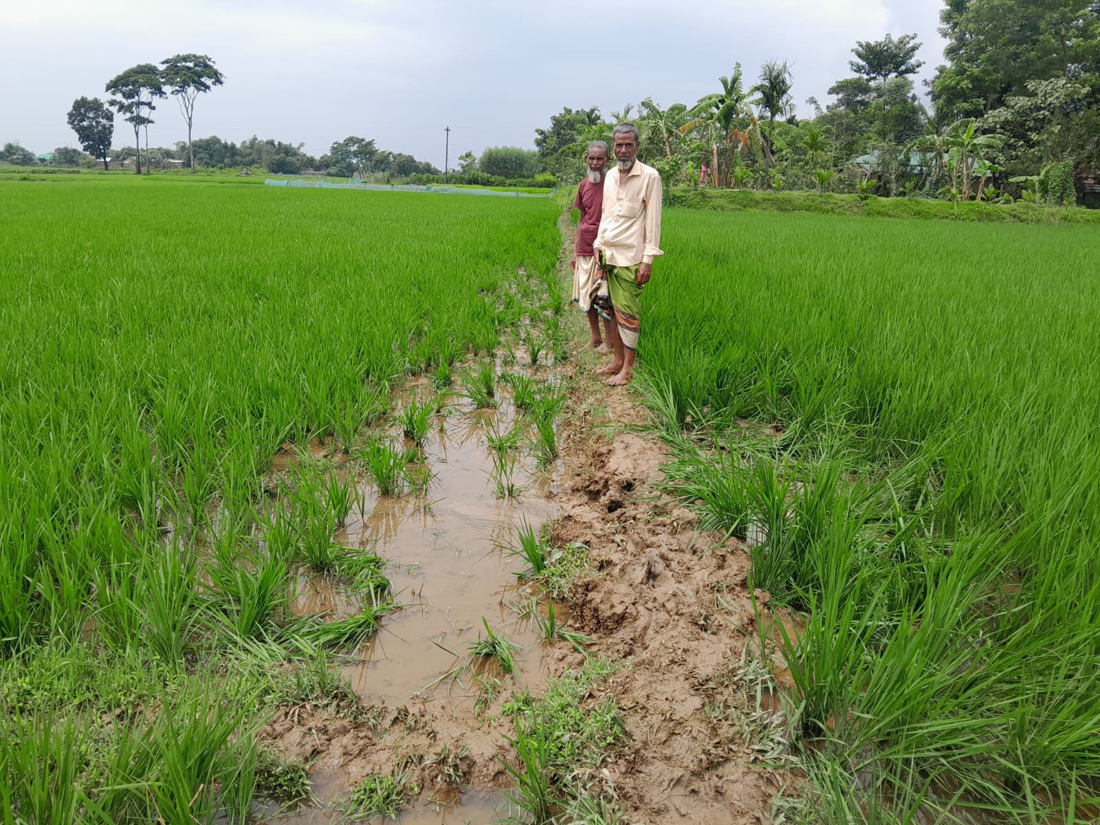 চোরাই গরুর পাল মাড়িয়ে দিচ্ছে কৃষকের ধান