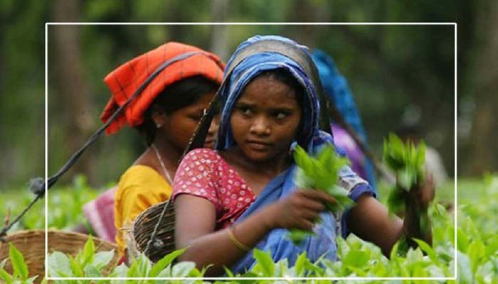 অতি ধনাঢ্য ব্যবসায়ীদের হাতে সিলেটের চা শিল্প, কোন বাগানের মালিক কে