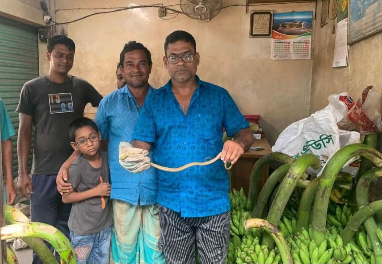 কলার ছড়ির ভেতর খয়েরি ফণীমনসা, শ্রীমঙ্গলে আতঙ্ক