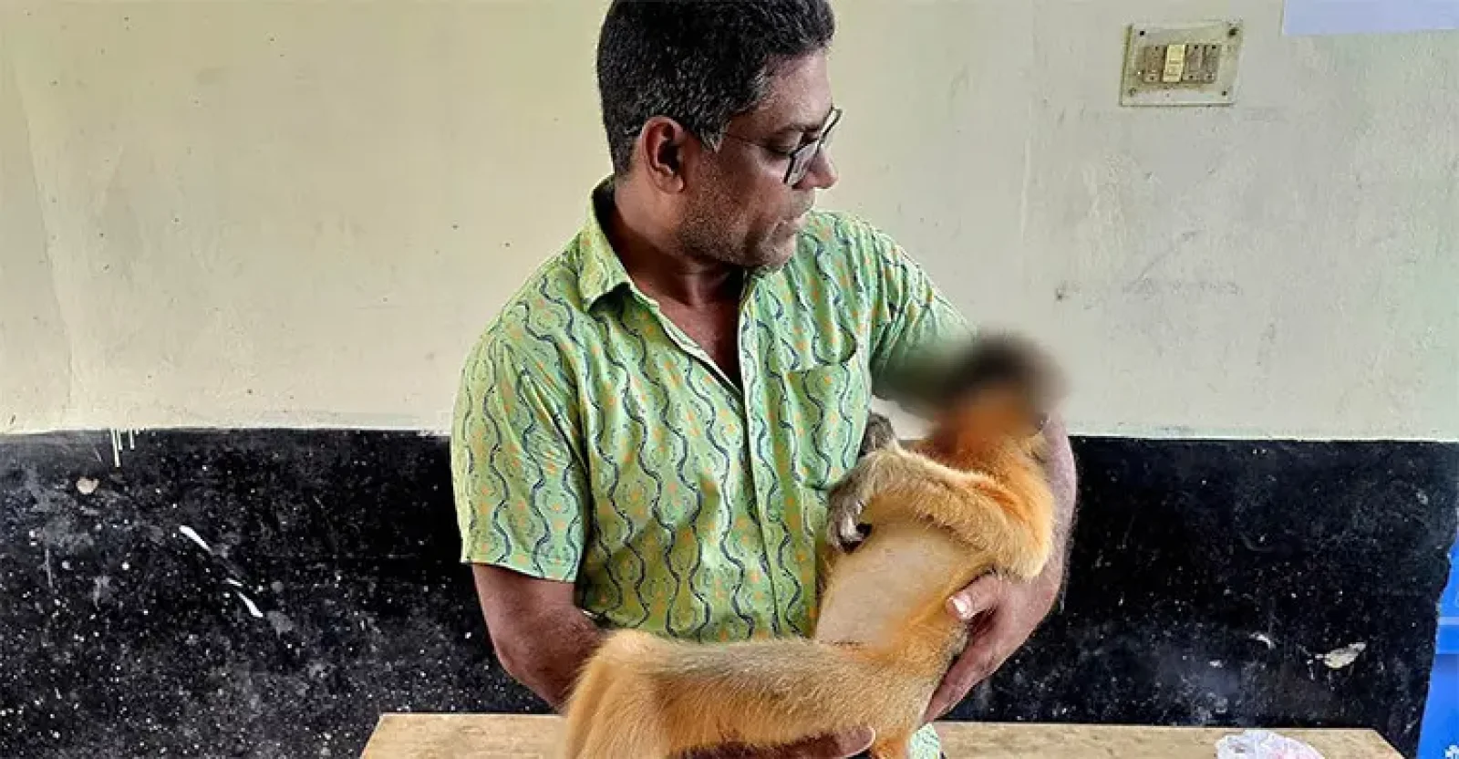 শ্রীমঙ্গলে বৈদ্যুতিক তারে বিদ্যুৎস্পৃষ্ট হয়ে বিরল সোনালী হনুমানের মৃত্যু