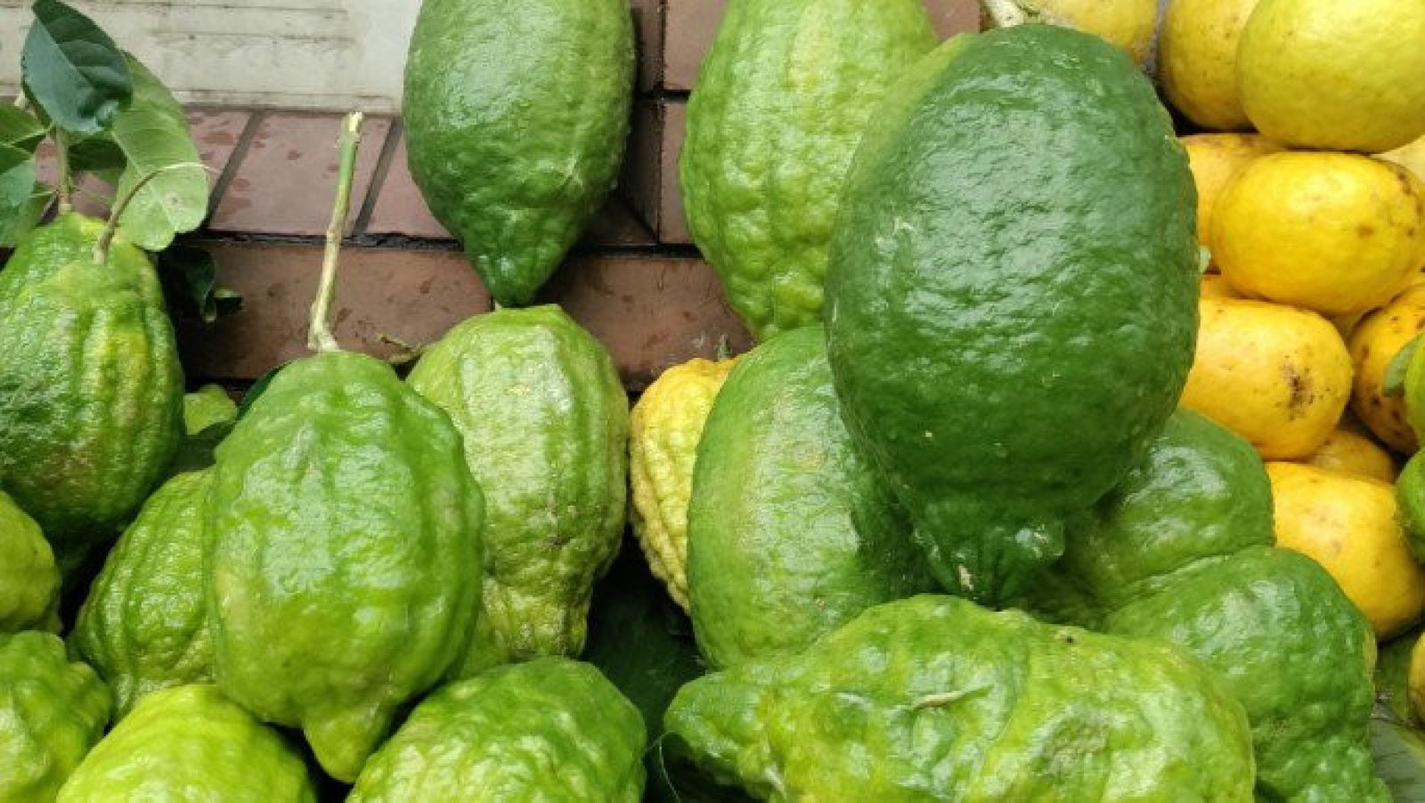 জৈন্তাপুরের জারা যাচ্ছে বিদেশে, সম্ভাবনার দুয়ার খুলছে সিলেটের কৃষিতে