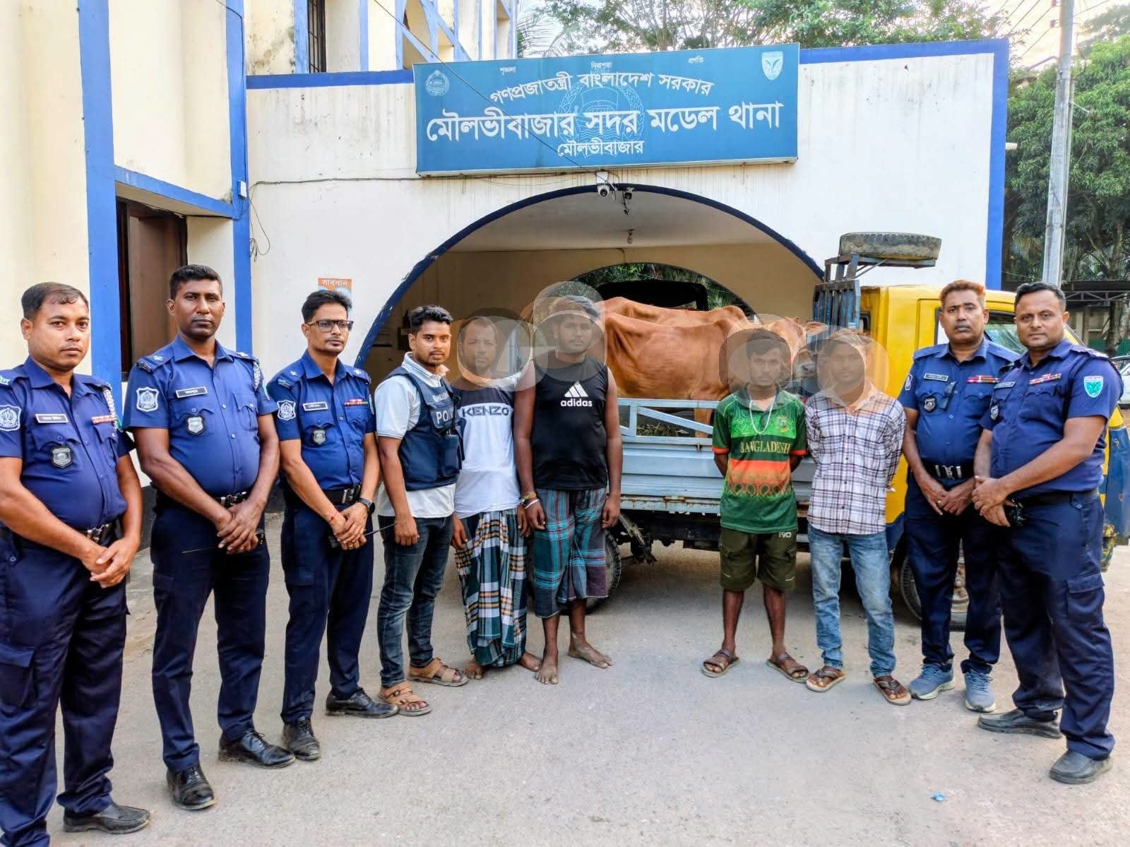 সিসিটিভির সূত্র ধরে মৌলভীবাজারে চুরি হওয়া দুই গরু উদ্ধার, পিকআপসহ গ্রেপ্তার ৪