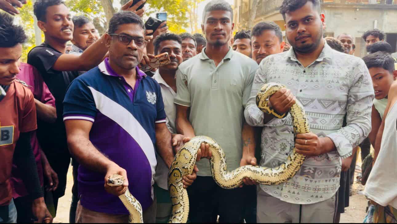 শ্রীমঙ্গলে গাছের ডালে ঝুলছিল অজগর, অক্ষত অবস্থায় উদ্ধার