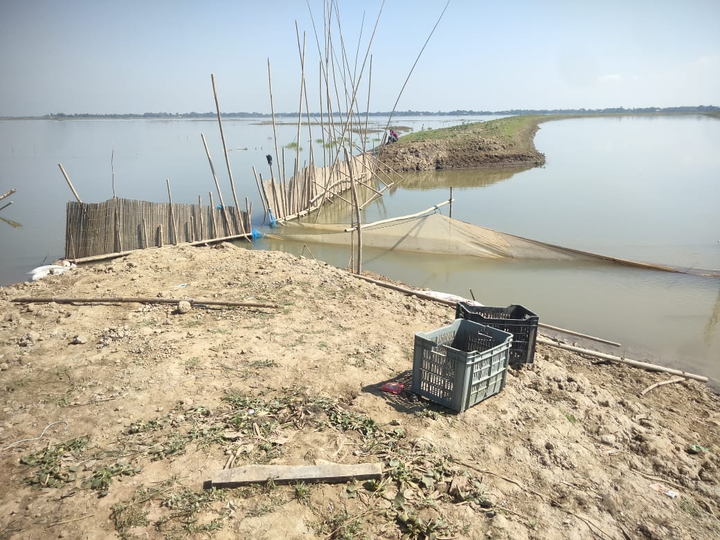 সুনামগঞ্জের শান্তিগঞ্জে ফসলরক্ষা বাঁধ কেটে মাছ ধরার অভিযোগ