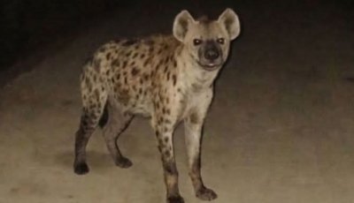 হায়েনা আতঙ্কে কাঁপছে কোম্পানীগঞ্জ! তদন্তে বেরিয়ে এল আসল সত্য