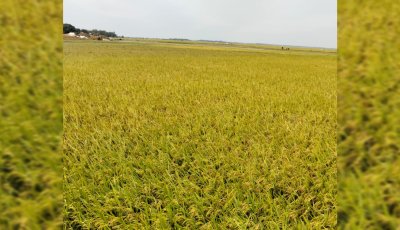 মধ্যনগরে শ্রমিক সংকট, মাঠে পাকা ধান কাটতে হিমশিম খাচ্ছেন কৃষকরা