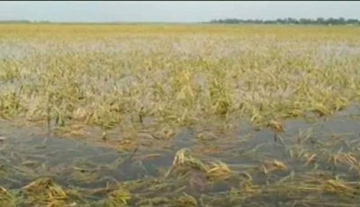 লাখাইয়ে অতিবৃষ্টি ও পাহাড়ি ঢলে নতুন করে ৭০ হেক্টর জমি প্লাবিত, দ্রুত ধান কাটার পরামর্শ কৃষি অফিসের