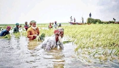 বানিয়াচংয়ে বৃষ্টির তাণ্ডব: ২,৫১০ হেক্টর জমি পানির নিচে, কাটা ধানেও পচন ধরছে