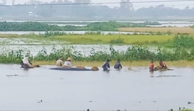 হবিগঞ্জের হাওরে পানি বৃদ্ধি: তলাচ্ছে ফসলি জমি, বিপাকে কৃষক