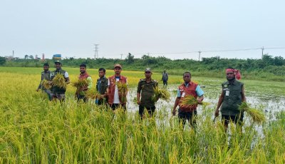 পানিতে তলিয়ে যাওয়া ধান কেটে দিলেন আনসার-ভিডিপি সদস্যরা