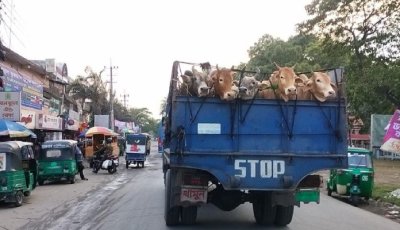 ভারতীয় চোরাই গরুতে সয়লাব সিলেটের ঈদ বাজার, দুশ্চিন্তায় স্থানীয় খামারিরা