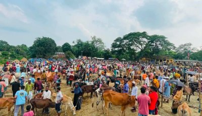 উৎসবের আমেজে জমজমাট লাখাইয়ের বামৈ পশুর হাট