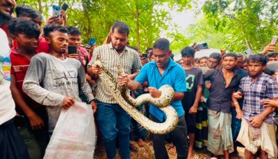 ঘরের আড়ার বাঁশে ঝুলছিল ১৪ ফুট লম্বা অজগর, শ্রীমঙ্গলে উদ্ধার