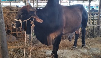 সিলেটের কোরবানির বাজারে কোটি কোটি টাকার বেচাকেনা, চাপ বাড়ছে খামারিদের ওপর