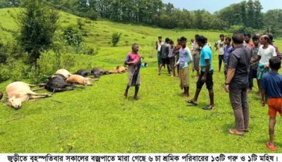 বজ্রপাতে জুড়ীতে ১৩ গরু ও ১ মহিষের মৃত্যু