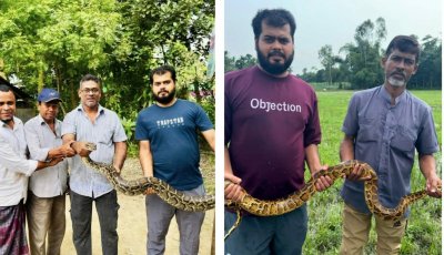 শ্রীমঙ্গলে লোকালয় থেকে উদ্ধার দুই অজগর, বন বিভাগের কাছে হস্তান্তর