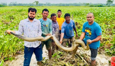শ্রীমঙ্গলে ধানক্ষেত থেকে বিশাল আকৃতির অজগর উদ্ধার, বন বিভাগে হস্তান্তর