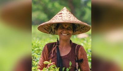 চা পাতা তুলতে গিয়ে আর বাড়ি ফেরা হলো না মীরার