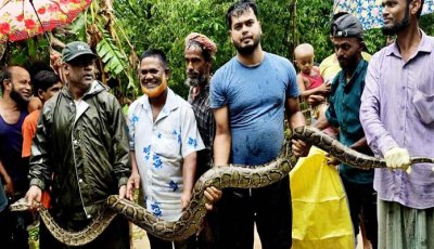 শ্রীমঙ্গলে বাড়ির আঙিনা থেকে ১৮ ফুটের অজগর উদ্ধার