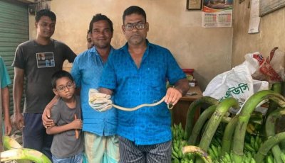 কলার ছড়ির ভেতর খয়েরি ফণীমনসা, শ্রীমঙ্গলে আতঙ্ক