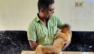 শ্রীমঙ্গলে বৈদ্যুতিক তারে বিদ্যুৎস্পৃষ্ট হয়ে বিরল সোনালী হনুমানের মৃত্যু